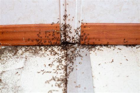 10 Tiny Bugs In Your House And How To Get Rid Of Them 10 Tiny Bugs In Your House And How To Get Rid Of Them