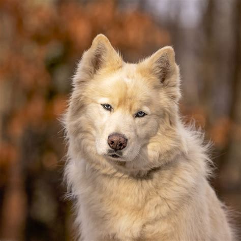 2024 Dog Superlatives Celebrating New England S Best 2024 Dog Superlatives Celebrating New England S Best