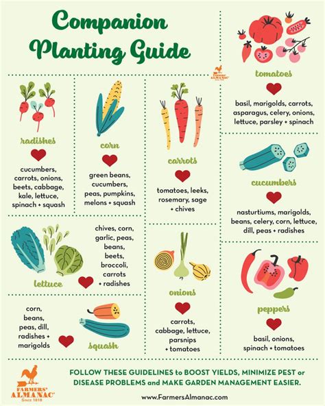 A Kinda Quick Guide To Companion Planting Erica Rascon A Kinda Quick Guide To Companion Planting Erica Rascon