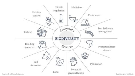 A Simple Definition Of Biodiversity Network For Business A Simple Definition Of Biodiversity Network For Business