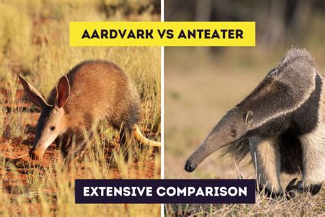 Aardvark Vs Anteater
