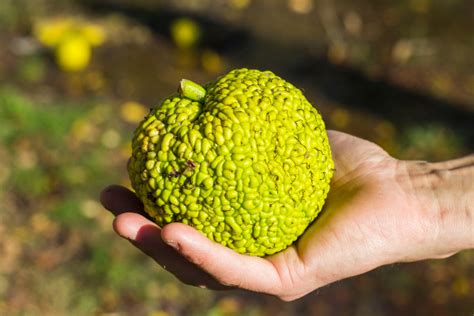 All About Hedge Apples Yard And Garden All About Hedge Apples Yard And Garden
