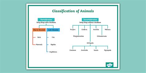 Animal Kingdom Classification Chart
