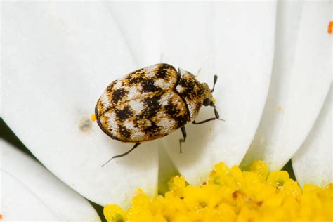 Understanding the Purpose Behind Anthrenus Verbasi in Ecosystems