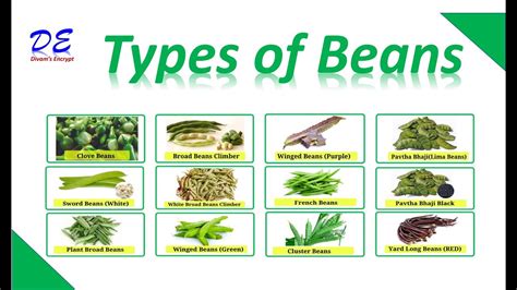 Are Beans Vegetables