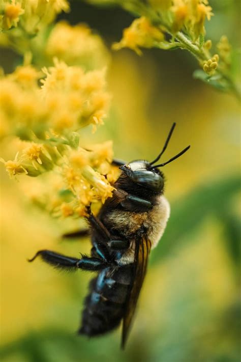 Are Carpenter Bees Pollinators