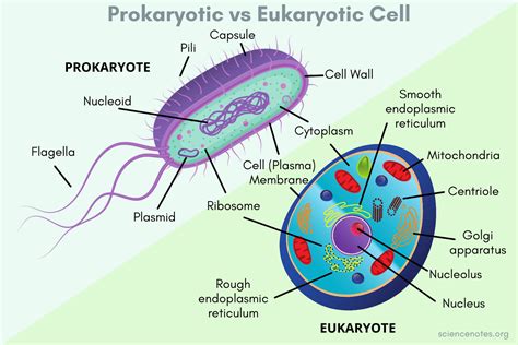 Are Plant Cells Prokaryotic Or Eukaryotic