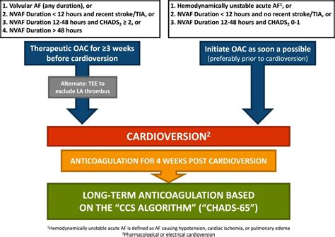 Atrial Fibrillation Cardio Guide