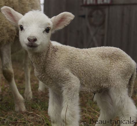 Discover Everything You Need to Know About Baby Rams Today