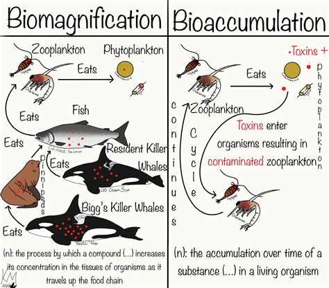 Biomagnification Vs Bioaccumulation