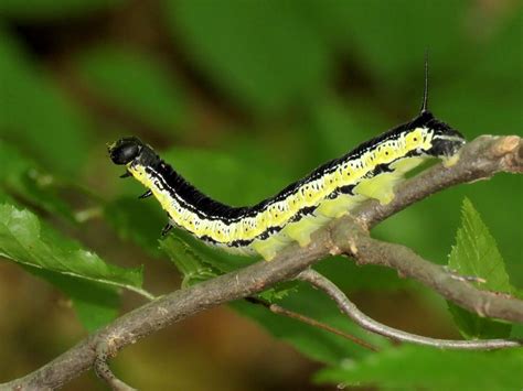 Black And Yellow Caterpillars Identification Behavior Black And Yellow Caterpillars Identification Behavior