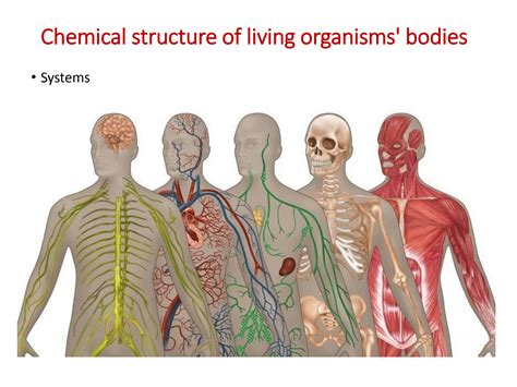 Bodies Of Organisms