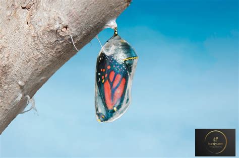 Butterfly Cocoon Butterfly Cocoon