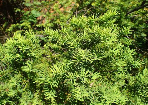 7 Reasons to Grow Canada Yew in Your Garden