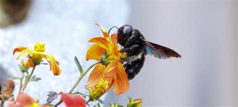 Carpenter Bees The Complete Guide Natural Repellants Carpenter Bees The Complete Guide Natural Repellants