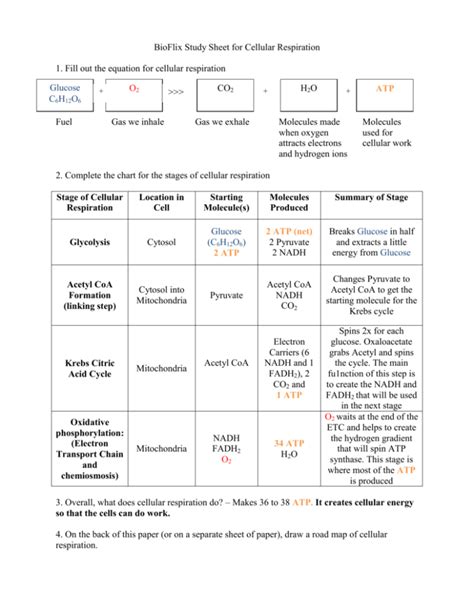 Cellular Respiration Study Sheet Bioflix Guide