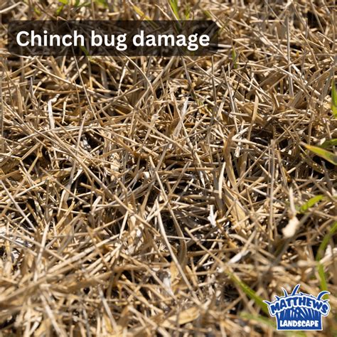 Chinch Bugs Landscape Pest Management