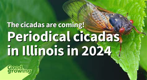 Cicadas 2024 Illinois Map