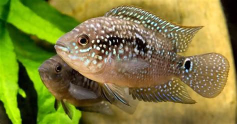 Discover the Fascinating World of Cichlasoma Octofasciatum