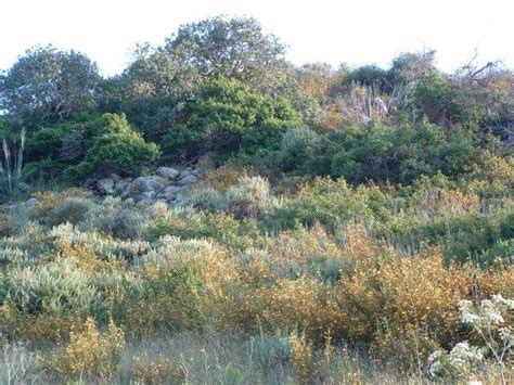 Coastal Sage Scrub Is A Rare And Biologically Rich Habitat That Is Native To Coastal Southern California This Mediterranean Type Of Habitat Is Found Primarily In Dry Foggy Areas Along The Coast Inland Coastal Sage Scrub Is A Rare And Biologically Rich Habitat That Is Native To Coastal Southern California This Mediterranean Type Of Habitat Is Found Primarily In Dry Foggy Areas Along The Coast Inland