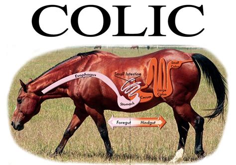 Colic On A Horse