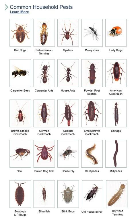 Common Household Bugs Types Found In Homes Common Household Bugs Types Found In Homes