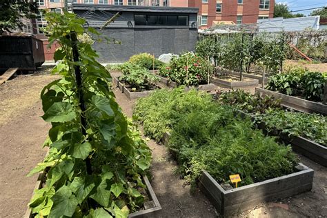 Community Garden Brings Homegrown Organic Vegetables To Dc S Ward 7 Wtop News