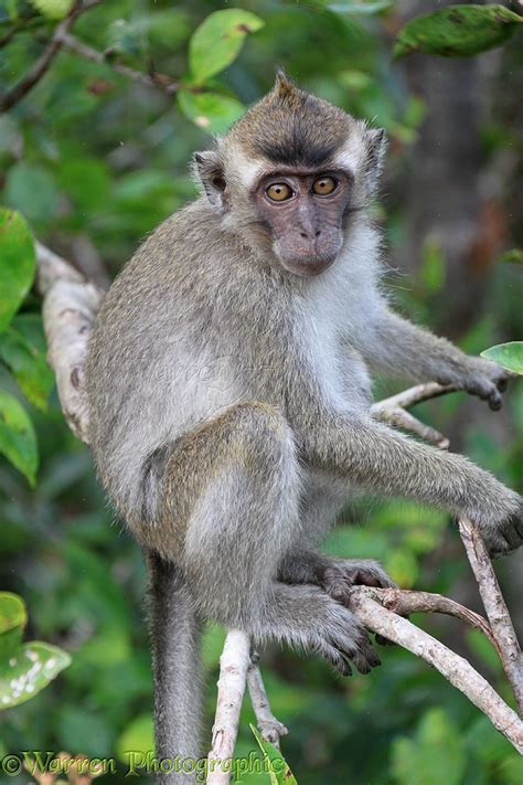 Crab Eating Macaque