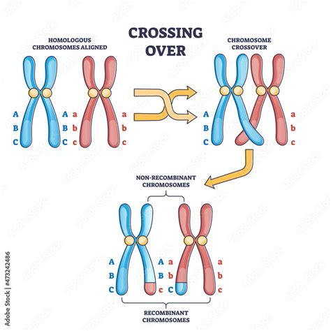 Crossing Over Occurs During Study Prep In Pearson Crossing Over Occurs During Study Prep In Pearson