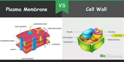 Difference Between Plasma Membrane And Cell Wall Geeksforgeeks