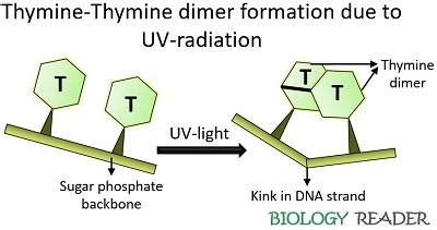 Beware of Common Mistakes in the Dimerization of Thymine Processes