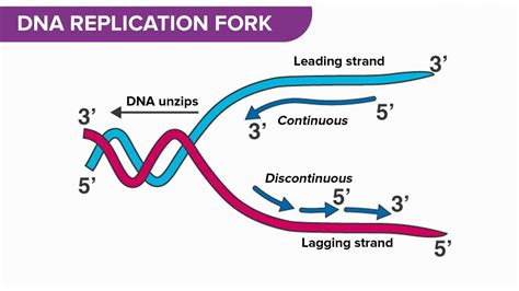 Navigating the DNA Replication Fork: A Molecular Highway of Life