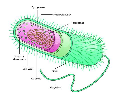 Does A Bacterium Have A Nucleus