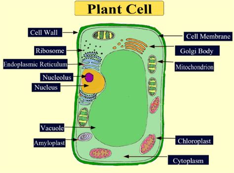 Does Plants Have Mitochondria? Discover the Secrets of Plant Cell Energy Production