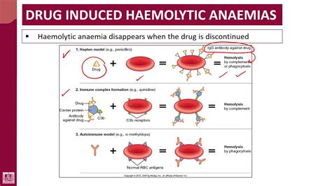 Drug Induced Hemolytic Anemia 4 Mechanisms Hapten Penicillin Drug Drug Induced Hemolytic Anemia 4 Mechanisms Hapten Penicillin Drug