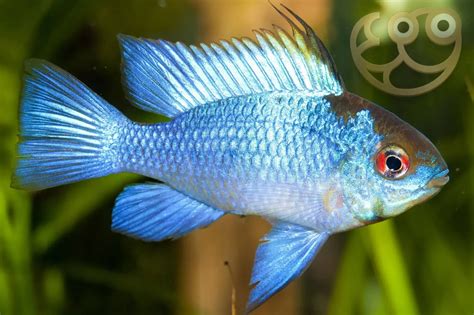 Electric Blue Ram Cichlid Care Complete Guide For Beginners