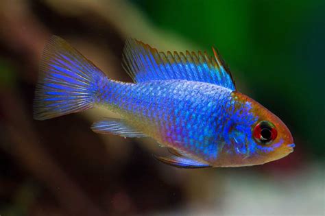 Electric Blue Ram Cichlid Profile Facts Care Guide Fia Electric