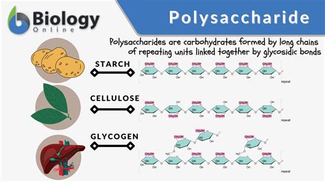Examples Of Polysaccharides