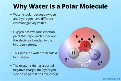Explain Why Water Is Polar.