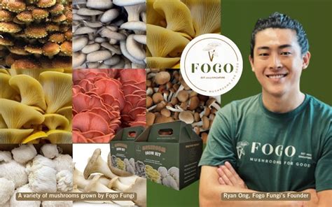 Fogo Fungi From Mushroom Enthusiasts To Sustainable Tech Innovators
