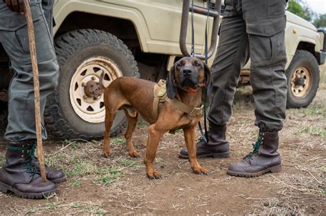 Effective Strategies for Force Conservation in Military Operations