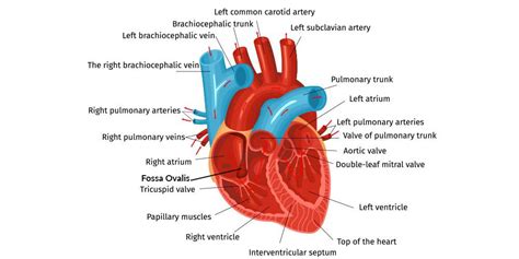 Fossa Ovalis Heart