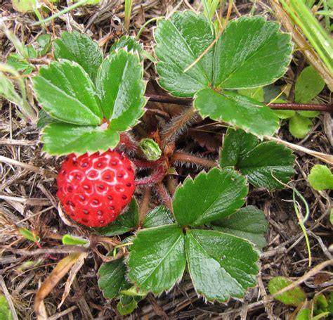 Understanding fragaria chiloensis: The Pacific Strawberry's Characteristics and Benefits