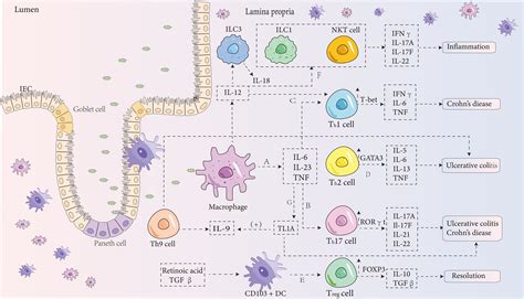 Frontiers The Role Of Efferocytosis In Inflammatory Bowel Disease
