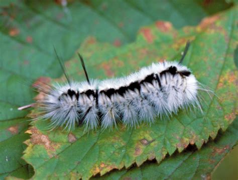 Fuzzy White Caterpillar