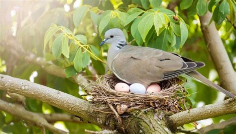 Beware of Common Mistakes When Observing Gray Doves Nesting
