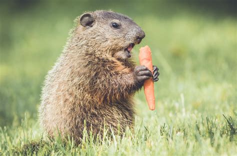 Groundhog Eating Groundhog Eating