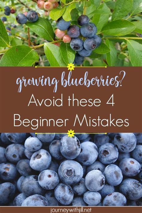 Growing Blueberries Avoid These Beginner Mistakes Growing Blueberries Avoid These Beginner Mistakes