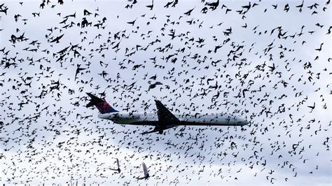 How Airports Keep Birds Away Cond Nast Traveler