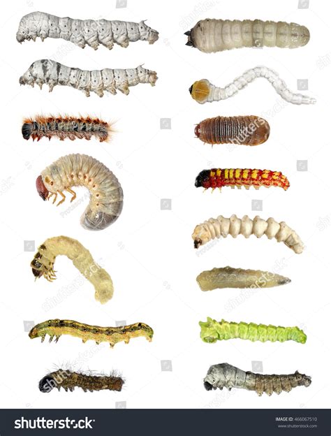 How Do The Moth Larvae Survive Predators